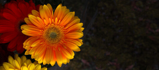 Gerbera flowers on a dark background.