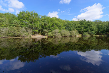 Fototapeta na wymiar Petit étang neuf,pond in Rambouillet forest