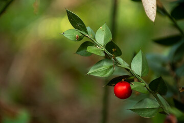 berries on a branch