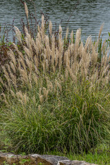 Chinese silver grass closeup