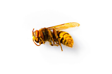 Hornet isolated on white background