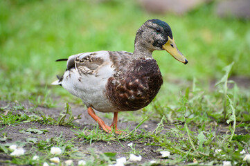 The drake moves along the ground, collecting bread crumbs. He looks closely at the camera