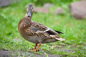The duck stands on the grass and looks at the camera