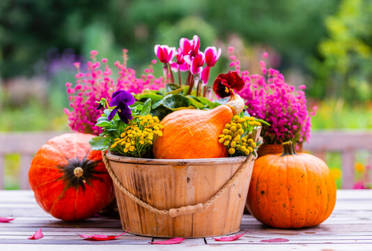 Autumn garden decorations. Pumpkins and heathers on a wooden table in the garden. 