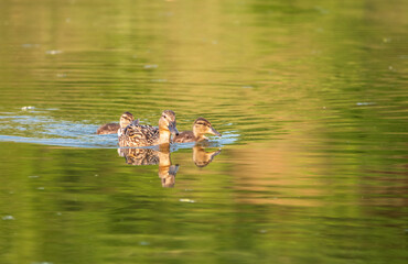 A family of ducks, a duck and its little ducklings are swimming in the water. The duck takes care of its newborn ducklings. Mallard, lat. Anas platyrhynchos