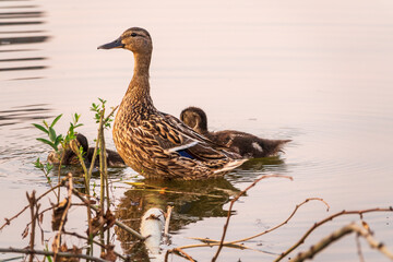 A family of ducks, a duck and its little ducklings are swimming in the water. The duck takes care of its newborn ducklings. Mallard, lat. Anas platyrhynchos