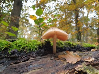 Mushroom in the forest with autumn leaves on a bark