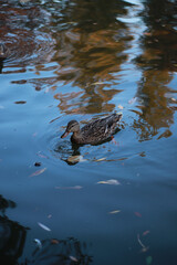 Ducks on beautiful lake in the park, autumn fall