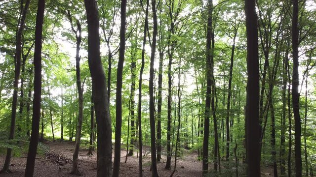 Drohnenaufnahme durch den Buchenwald