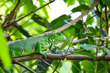 Iguana verde