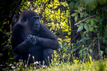 a young gorilla sitting in the jungle
