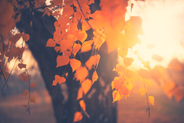 Autumn yellow leaves on the birch tree at sunset. Selective focus. Beautiful autumn nature...
