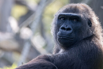 portrait of a large gorilla
