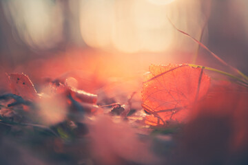 Red autumn leaves in a forest at sunset. Macro image, shallow depth of field. Beautiful autumn nature background