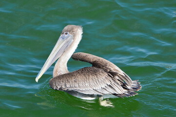 Ein Pelican schwimmt im Golf von Mexiko in Naples Florida 