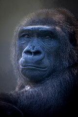 Obraz premium vertical portrait of a strong gorilla on a black background