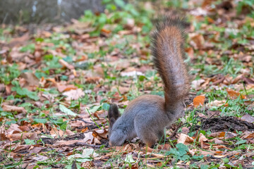 Squirrel in autumn hides nuts on the green grass with fallen yellow leaves