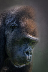 vertical portrait of a large gorilla