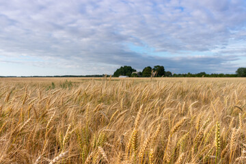 Crop field and sky.