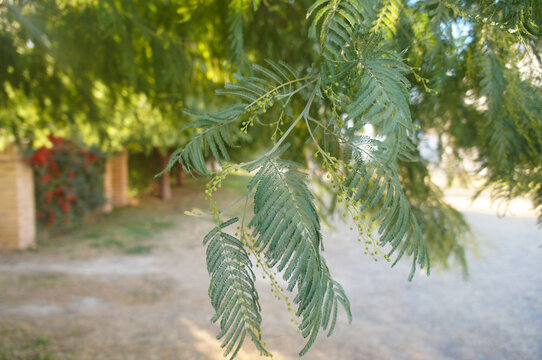 
aromo tree with yellow flowers in the street