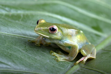 Fototapeta premium Close up photo of Malayan tree frog ( Rhacoporus prosimians )