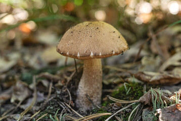Brown cap boletus close up