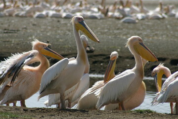 Pelicans at Lake Nakuru, Kenya