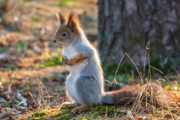 Autumn Squirrel standing on its hind legs on on green grass with fallen yellow leaves