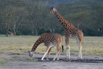 Masai Giraffe in Kenya at waterhole, one bending over to drink, the other one standing