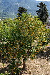 Fototapeta na wymiar lemon tree, Soller, Mallora
