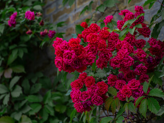 Beautiful red roses in the garden against a brick wall
