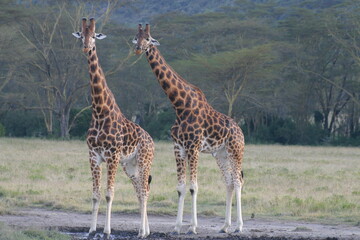 Naklejka na ściany i meble Two Masai Giraffe in Kenya looking at the camera