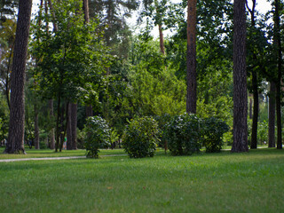 Fototapeta na wymiar A beautiful summer green park in the city centre