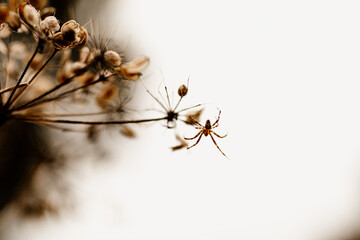 A small brown spider on a dried wild flower. Blurred white background. 