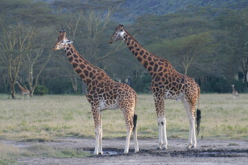 Two Masai Giraffe in Kenya standing awkwardly in a line