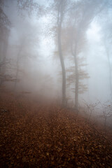 Fototapeta na wymiar Mountain road passing through the forest shrouded in mystical fog.