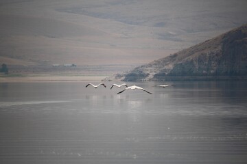 Pelicans at Clark Canyon Reservoir, Montana