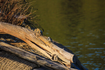 The white wagtail (Motacilla alba) near a lake