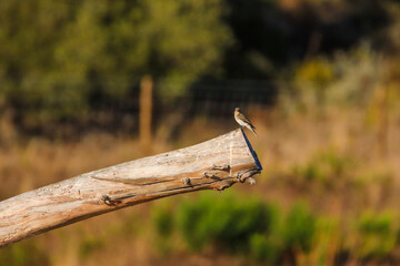 Spotted flycatcher in a branch