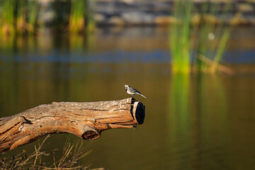 The white wagtail (Motacilla alba) near a lake
