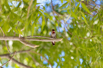 Hummingbird resting on branch in tree