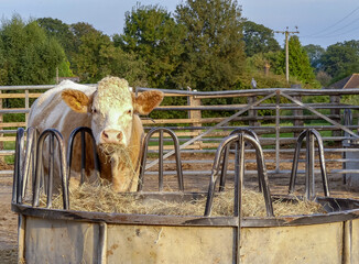 A Simmental heifer chews wisps of hay from a circular metal cattle feeder. Outside in a farmyard, with fencing. Tree lined background. Landscape image with space for text. Hampshire, England. - 457895361