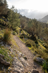 Fototapeta na wymiar Hiking trail around Alaro and Orient with olive trees