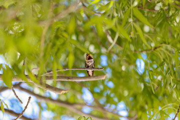 Hummingbird resting on branch in tree