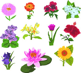 Flowers Set High Res Illustrations
