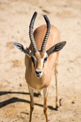 Mirada de antílope