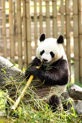 Fototapete oso panda comiendo bambú © illan