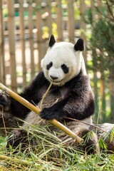 Obraz na płótnie Canvas Oso panda comiendo bambú