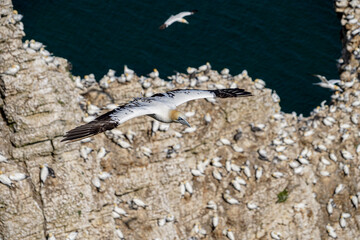 Close up of single Gannet Flying, Large wingspan White Sea-Bird, large nesting population of birds on cliff-face with blue sky and ocean. Birds Gliding, slope soaring with ridge lift and thermals.