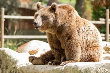 oso pardo sentado